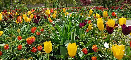 Der Remter Garten