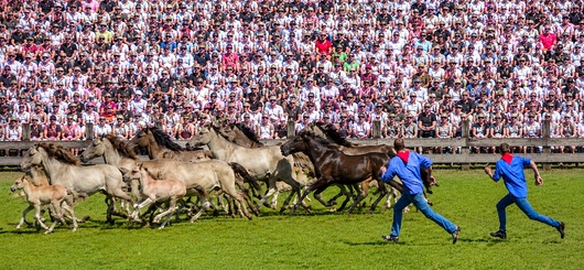 Wildpferde und Fangburschen sorgen für Spannung vor 15.000 Zuschauern.